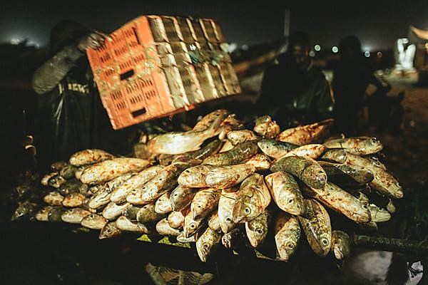 Unloading the catch onto carts at night