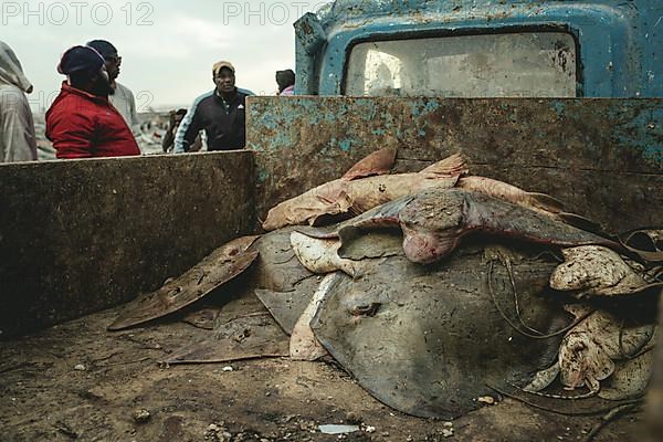 Sharks and rays on the back of a truck