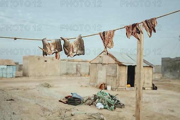 Dried fish on the line