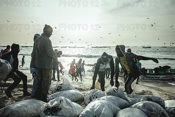 Arrival of the fishermen with sardines in the late afternoon