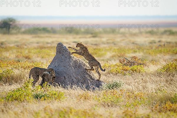 Cheetahs