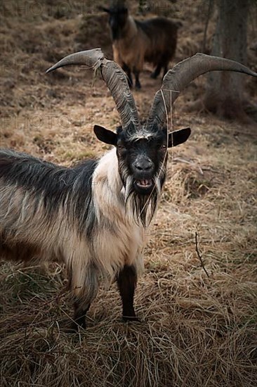 Mountain goat