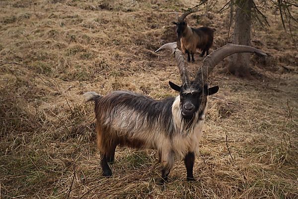 Mountain goat