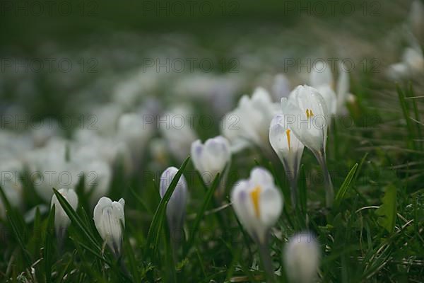 Crocuses with raindrops in the South Tyrolean Alps