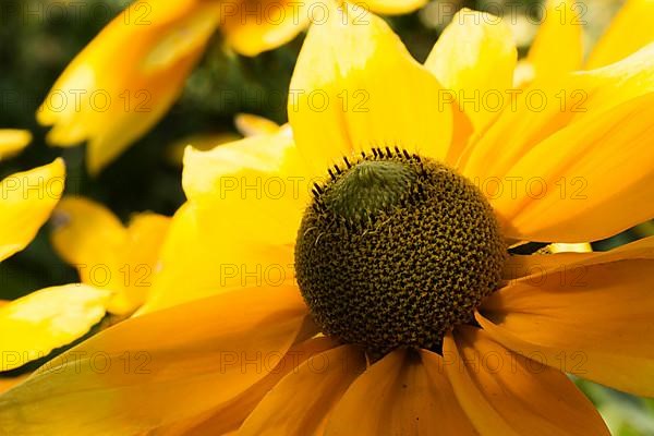 Flower of a coneflower