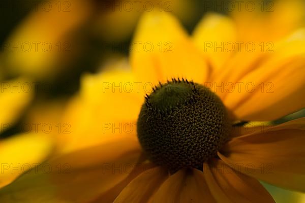 Flower of a coneflower