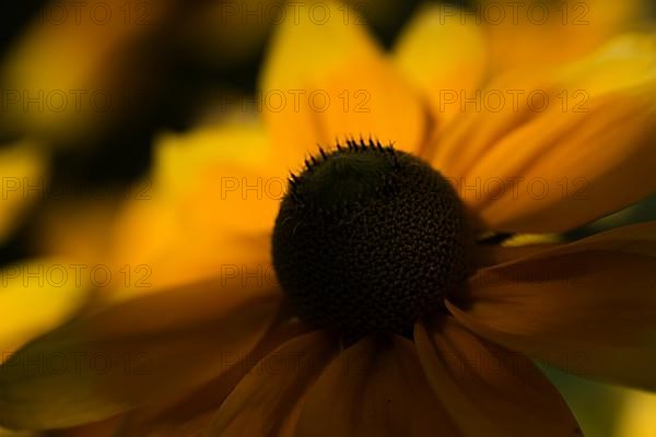 Flower of a coneflower