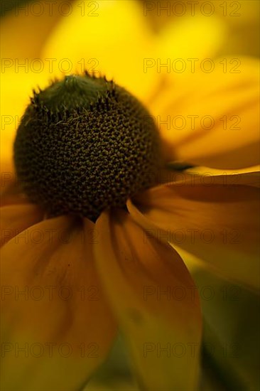 Flower of a coneflower