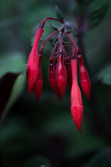 Fuchsia blossom