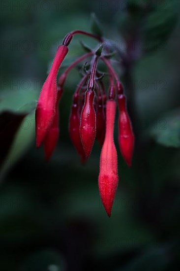 Fuchsia blossom