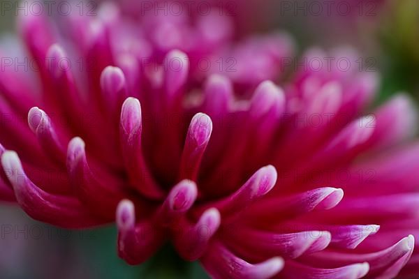 Flower of a dahlia