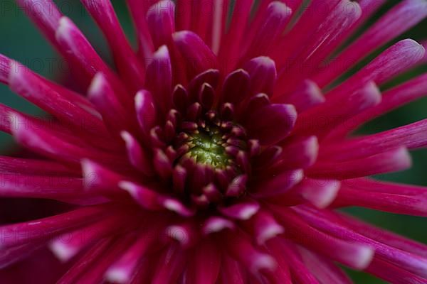 Flower of a dahlia