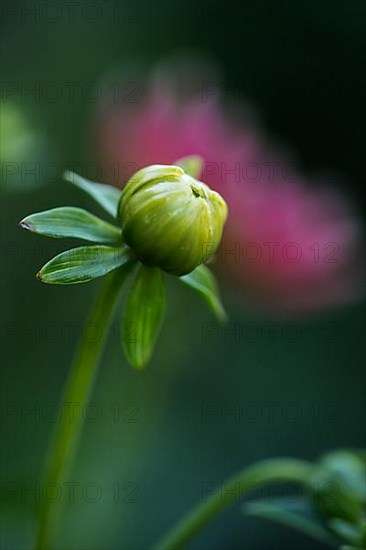 Flower of a dahlia