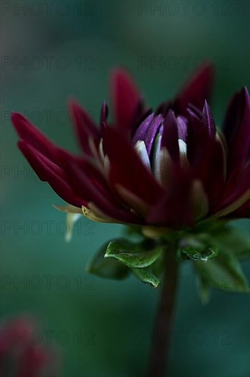 Flower of a dahlia