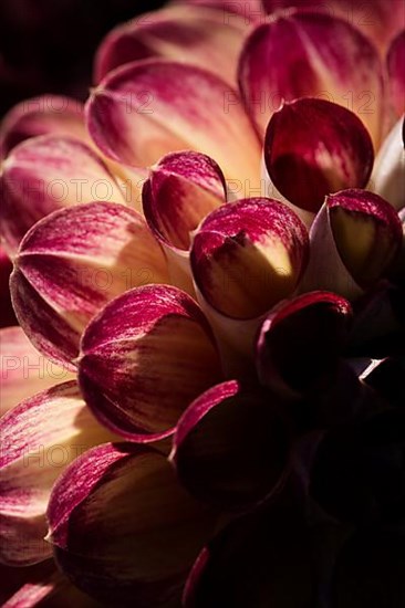 Flower of a dahlia