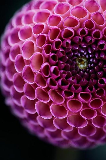 Flower of a dahlia
