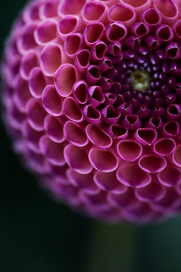 Flower of a dahlia