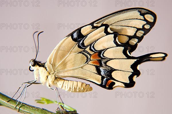 Swallowtail butterfly