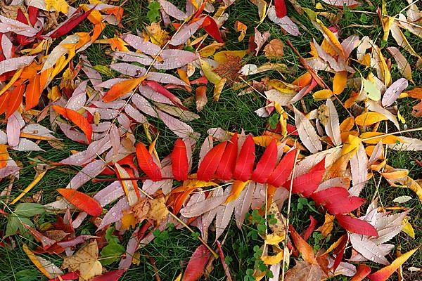 Leaf of staghorn sumac