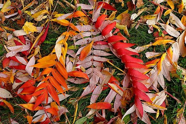 Leaf of staghorn sumac