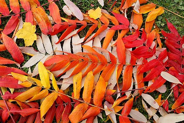 Leaf of staghorn sumac