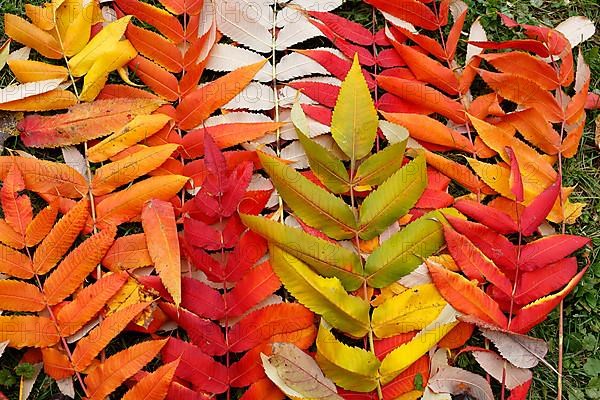 Leaf of staghorn sumac