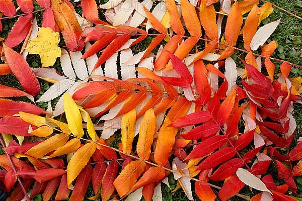 Leaf of staghorn sumac