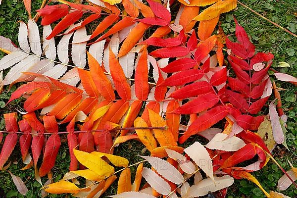 Leaf of staghorn sumac