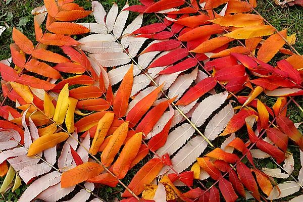 Leaf of staghorn sumac