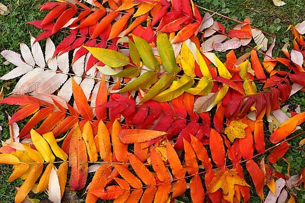 Leaf of staghorn sumac