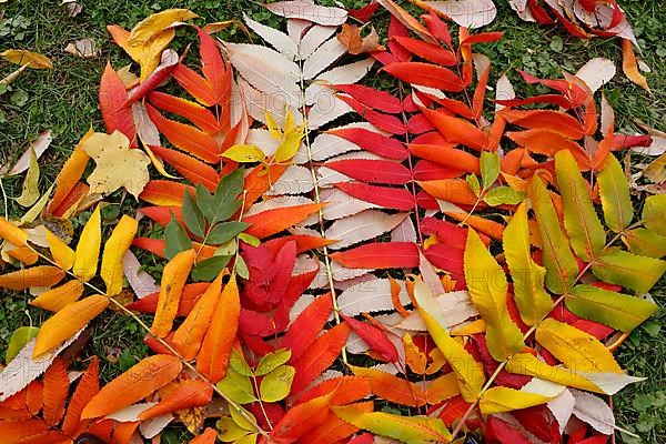 Leaf of staghorn sumac