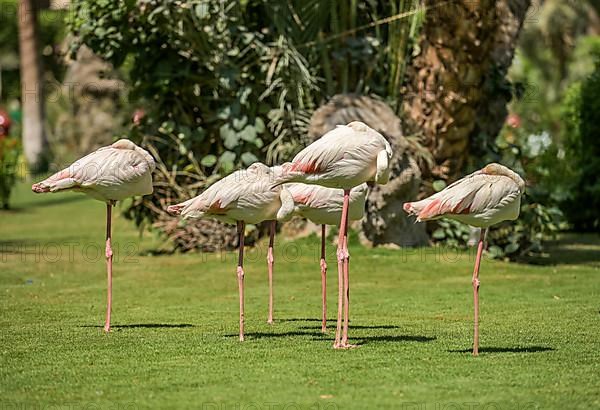 Flamingos