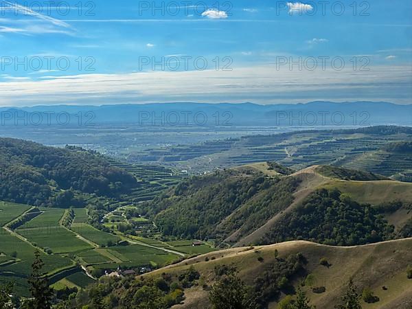 View from the Eichelspitz tower of the vineyards around Altvogtsburg