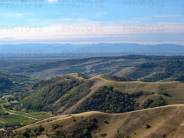 View from the Eichelspitz tower of the vineyards around Altvogtsburg