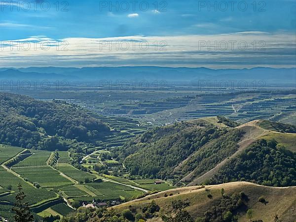 View from the Eichelspitz tower of the vineyards around Altvogtsburg