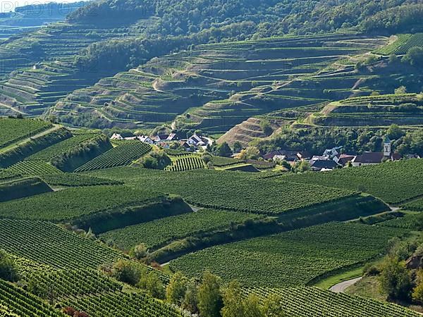 The wine-growing areas around Schelingen am Kaiserstuhl