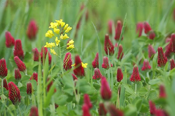 Field mustard