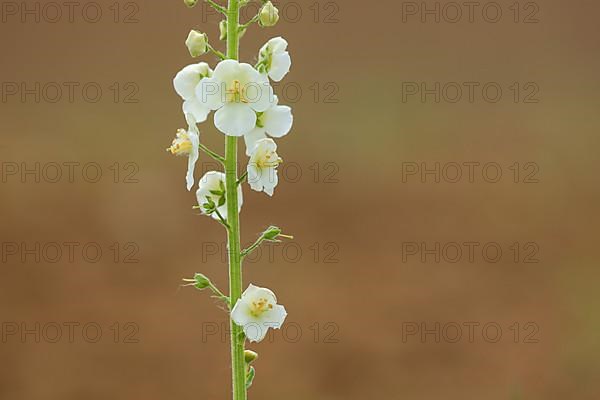 Detail of white purple mullein