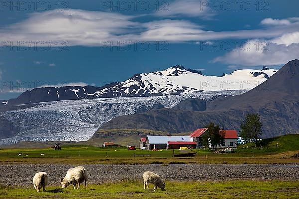 Sheep with Holtasel farm in front of Flaajoekull glacier
