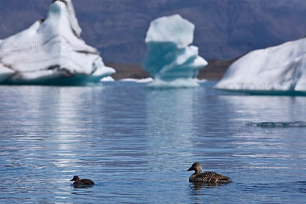 Mother common eiders