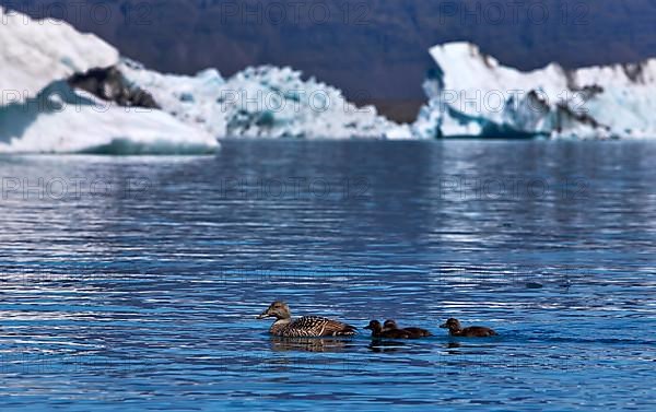 Mother common eiders