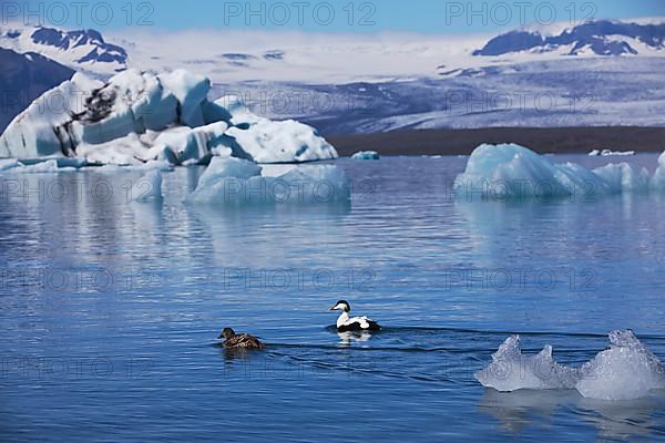 Pair of common eiders