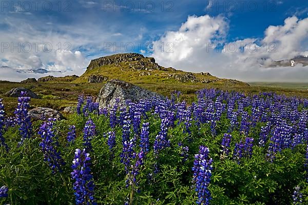 Lupins
