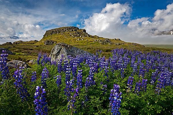 Lupins