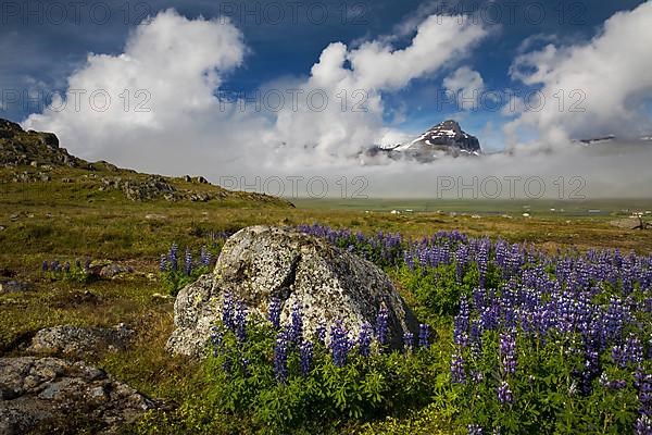 Lupins