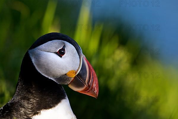 Puffin