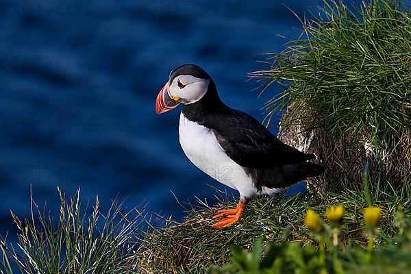 Puffin