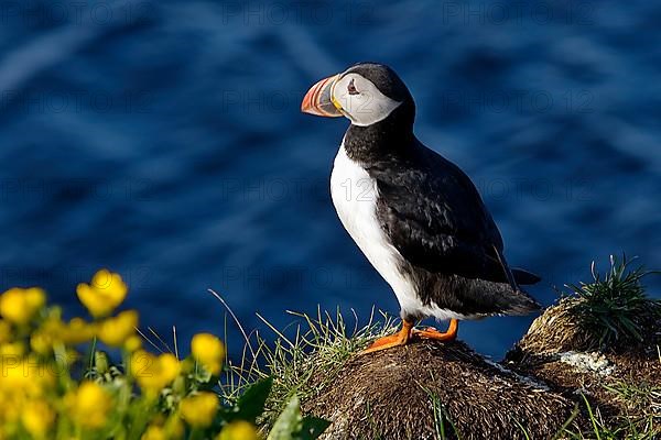 Puffin