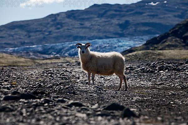 Wild sheep