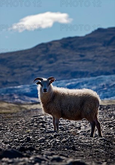 Wild sheep